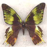 Urania ripheus aberrant female (Internet Image property of respective owner, non-commercial use only)